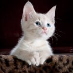 cat, kitten, pet, kitty, young cat, animal, domestic cat, feline, mammal, cute, adorable, portrait, cat portrait, cat, cat, cat, cat, nature, cat