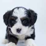 Close-up of a cute Bernedoodle puppy with fluffy fur in a studio setting.