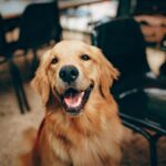 Charming golden retriever dog smiling indoors, showcasing its playful and friendly nature.