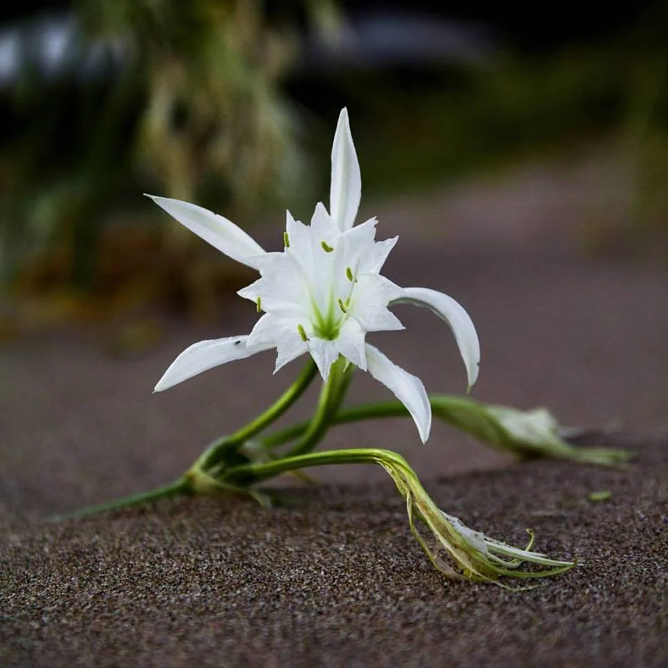 Çeşme Kum Zambağı: Doğanın Göz Alıcı Hazinesi